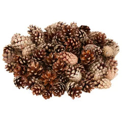 Collection image for: Dennenappels