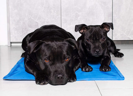 Koelmat Hond | Actieve Verkoelende Gel | 1 Stuk | 110 x 70 cm | Blauw