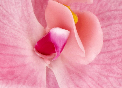Kunst Orchidee - Kunstplanten -Inclusief Pot - Roze - Decoratief - 56 cm