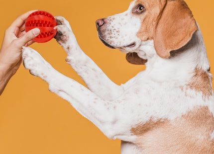 Honden Snackbal - Voor Brokken - Eten - Duurzaam - Hondenspeeltje - Rood