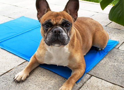 Koelmat Hond | Actieve Verkoelende Gel | 1 Stuk | 65 x 50 cm | Blauw
