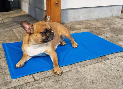 Koelmat Hond | Actieve Verkoelende Gel | 1 Stuk | 50 x 40 cm | Blauw