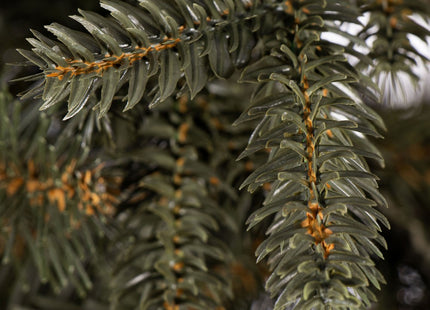 Kunstkerstboom | Alpine Spruce | 220 cm | Zonder Verlichting