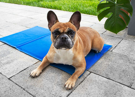 Koelmat Hond | Actieve Verkoelende Gel | 1 Stuk | 110 x 70 cm | Blauw