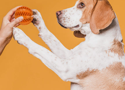 Hondenspeeltje - Hondenbijtring - Rubber - Tandheling - Oranje