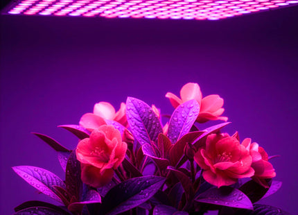 Kweeklamp - Led Voor Planten - Hangend - Groeilamp - Grow Light - Bloeilamp - Plantenverlichting -  Met TImer - 225 Led -